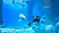 Endless Ocean Luminous - Nintendo Switch – OLED Model, Nintendo Switch, Nintendo Switch Lite - Alternate Views