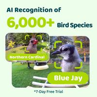 Birdfy Smart Bird Feeder with Camera, Bird Watching Camera with Solar Panel, AI Identify 6000+ Sp... - Angle